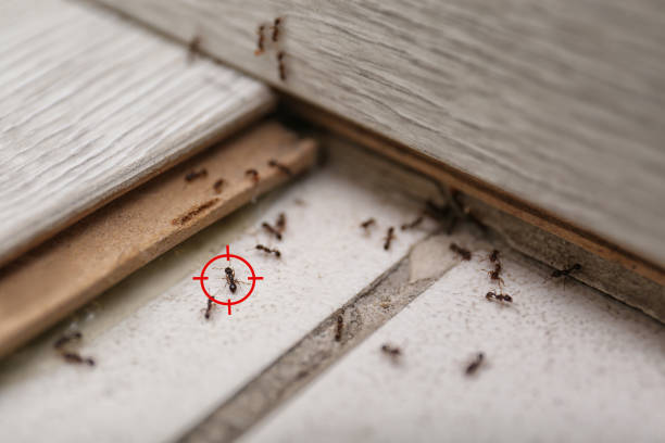 Best Best Pest Control Companies  in Livingston, TX