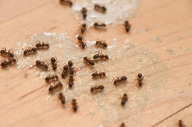 Best Spider Control Near Me  in Livingston, TX
